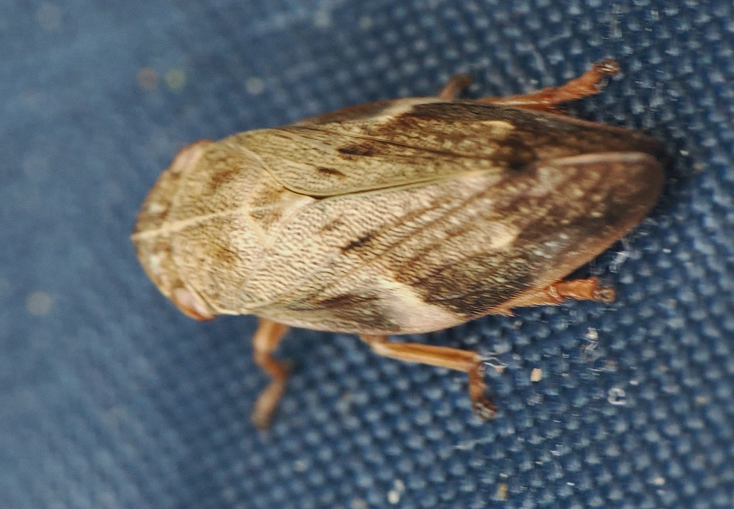 Aphrophora-alni